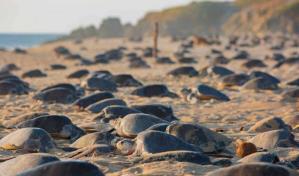 México investiga la muerte de centenares de tortugas marinas