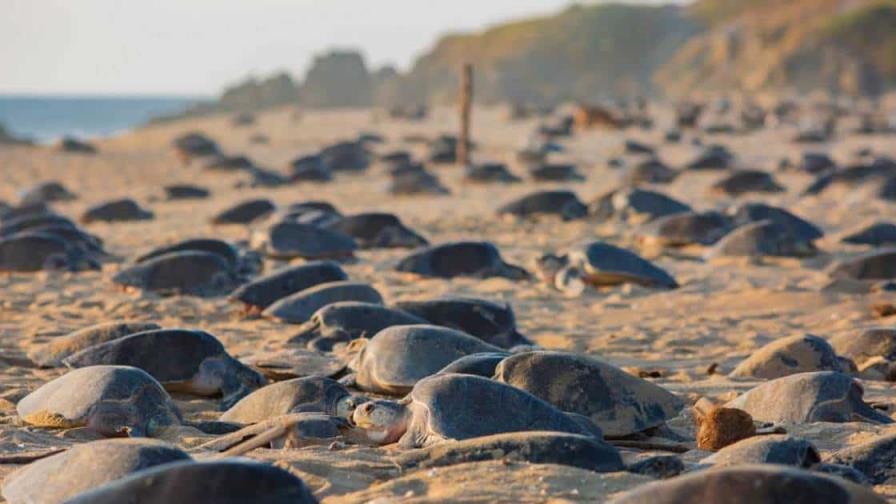 México investiga la muerte de centenares de tortugas marinas