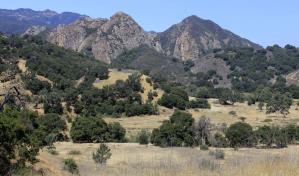 Puma ataca a niño de 5 años en parque del sur de California y es sacrificado