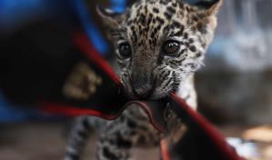 La gran fauna de Bolivia en peligro por los incendios forestales y cazadores furtivos