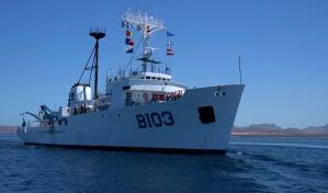 México investiga la muerte de centenares de tortugas marinas