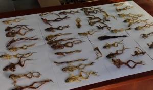 Per&uacute; decomisa 390 ranas en peligro de extinci&oacute;n usadas como afrodis&iacute;aco