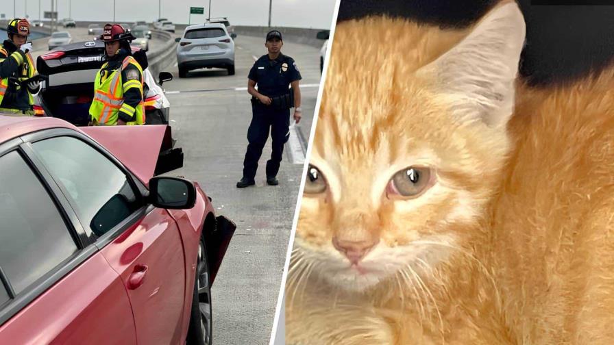 Pareja causa choque múltiple en Los Ángeles para salvar a un gato... sin éxito