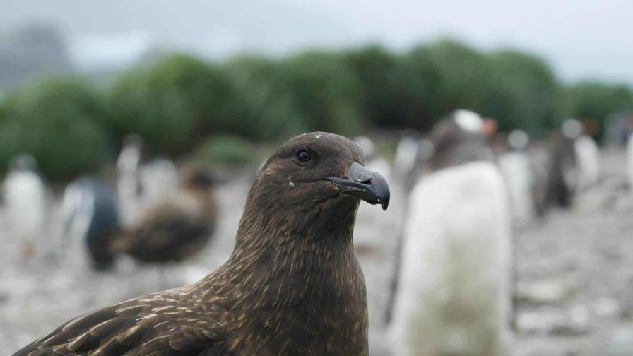 Detectan primer caso de gripe aviar sin contacto con animales en Estados Unidos