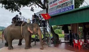 Elefantes en libertad, un proyecto para acabar con el abuso animal del turismo en Vietnam