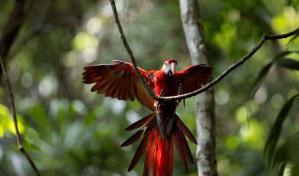 Liberan diez guacamayas rojas, en peligro de extinción, en la selva maya de Guatemala