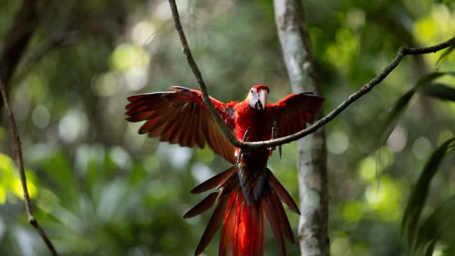 Liberan diez guacamayas rojas, en peligro de extinción, en la selva maya de Guatemala