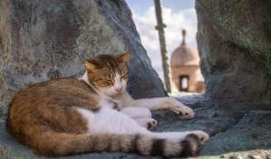 Alertan a dueños de mascotas en EE.UU. y Canadá por comida contaminada con gripe aviar