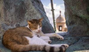 Gobierno de EE.UU. suspende plan para retirar gatos callejeros de sitio histórico de Puerto Rico