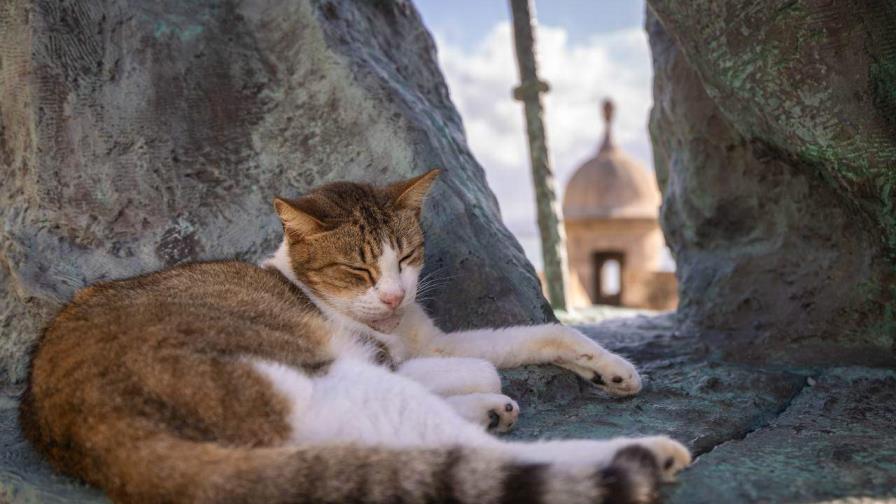 Gobierno de EE.UU. suspende plan para retirar gatos callejeros de sitio histórico de Puerto Rico Gobierno de EE.UU. suspende plan para retirar gatos callejeros de sitio histórico de Puerto Rico