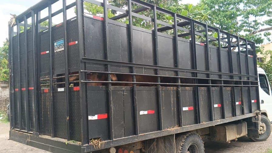 Policía apresa hombre conduciendo un camión cargado de vacas robadas en Hato Mayor