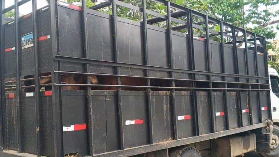 Tres meses de prisión preventiva contra chofer acusado de robo de ganado en Hato Mayor