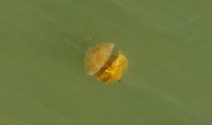 Primer reporte oficial de la medusa invasora australiana en la República Dominicana