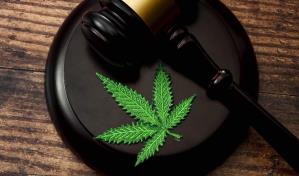 El Gobierno de Meloni da luz verde a la prohibición del cannabis light en Italia