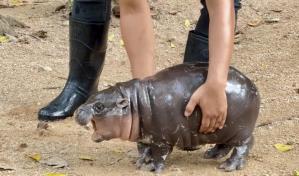 El encanto de un bebé hipopótamo