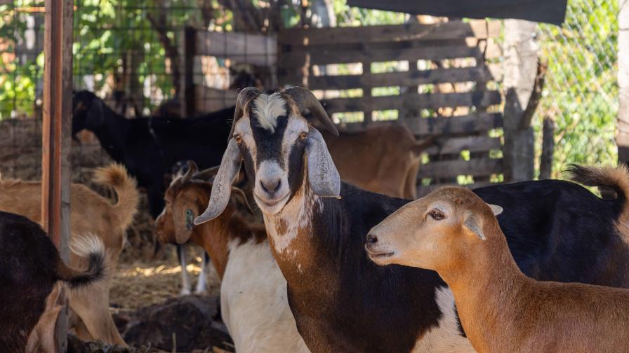 Avances y desafíos en producción nacional de la carne chivo