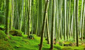 D&iacute;a Mundial del Bamb&uacute;: gran potencial para enfrentar desaf&iacute;os medioambientales