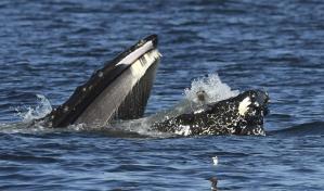 Una desconcertada foca termina en la boca de una ballena en aguas del estado de Washington