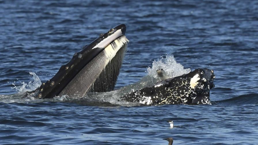 Una desconcertada foca termina en la boca de una ballena en aguas del estado de Washington