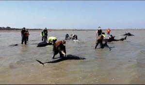 Salvan a 17 delfines varados en una playa del suroeste de Francia