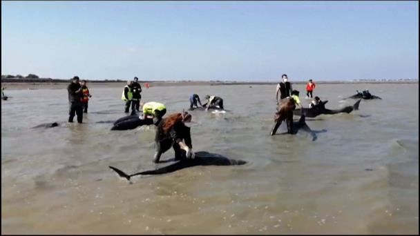 Delfines Varados en Playa de la Costa Atlántica