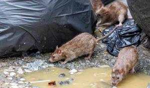 Nueva York empieza su Cumbre de Ratas Urbanas con los ojos en las estrategias europeas