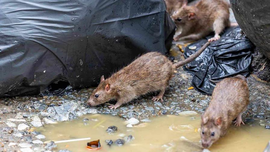 Nueva York empieza su Cumbre de Ratas Urbanas con los ojos en las estrategias europeas