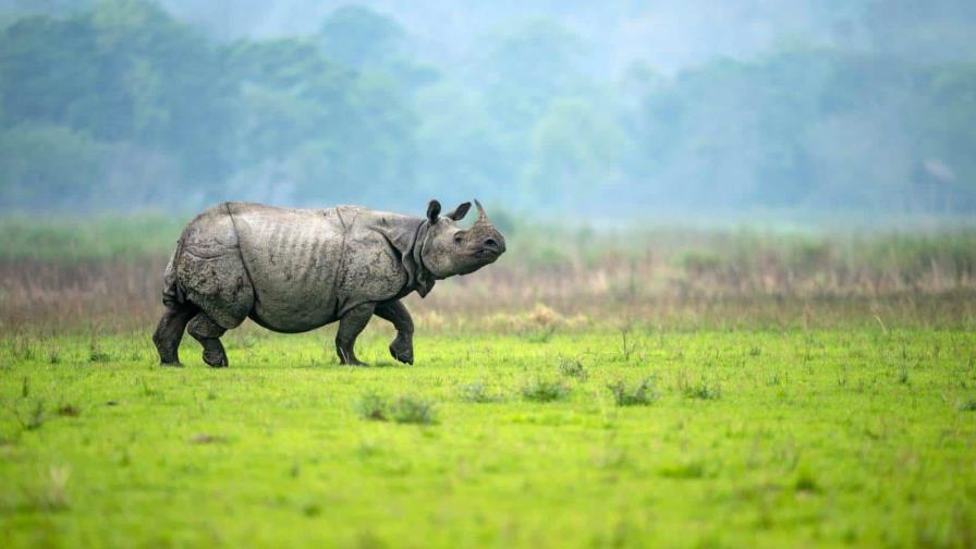 Día Mundial del Rinoceronte: educar a la población para evitar su extinción