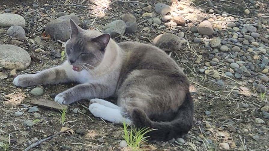 La misteriosa travesía de 2 meses y 1,287 kilómetros de un gato californiano extraviado