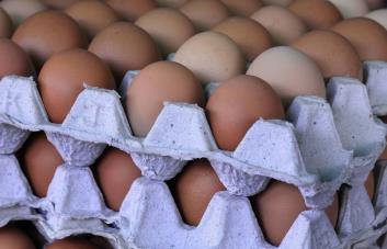 La República Dominicana exporta US$6.7 millones de huevos a Cuba en poco más de un año La República Dominicana exporta US$6.7 millones de huevos a Cuba en poco más de un año