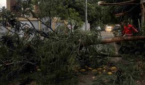 Fuertes r&aacute;fagas de viento derriban &aacute;rboles y causan cortes el&eacute;ctricos en Navarrete