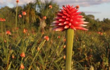 De maleza a emblema: una flor amazónica adorna la COP16 en Colombia