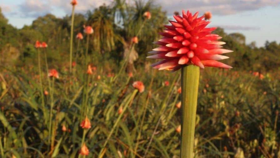 De maleza a emblema: una flor amazónica adorna la COP16 en Colombia