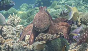 Pulpos y peces cazan juntos estableciendo complejas interacciones grupales