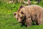 Un oso ataca a una niña y a un hombre en el área urbana de un pueblo de Rumanía Un oso ataca a una niña y a un hombre en el área urbana de un pueblo de Rumanía