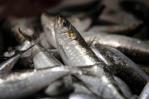 Trece países apoyan a España en el rechazo a la propuesta para anchoa en el golfo de Cádiz Trece países apoyan a España en el rechazo a la propuesta para anchoa en el golfo de Cádiz