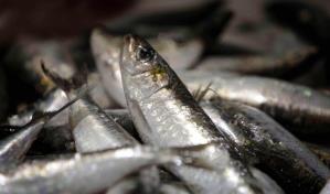 Trece países apoyan a España en el rechazo a la propuesta para anchoa en el golfo de Cádiz
