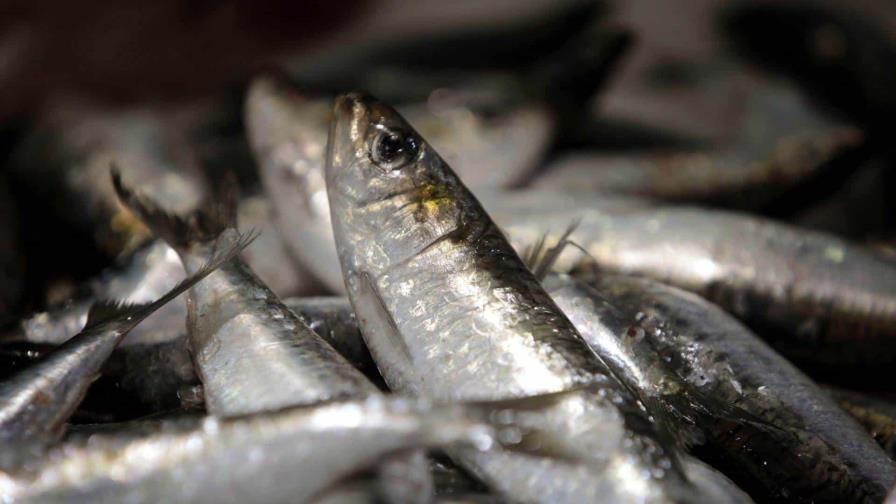 Trece países apoyan a España en el rechazo a la propuesta para anchoa en el golfo de Cádiz