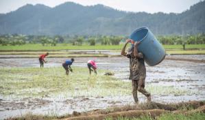 Se acerca el plazo para que presenten plan a los arroceros sobre el DR-Cafta