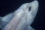 Descubren una nueva especie de tiburón fantasma en las aguas profundas de Nueva Zelanda