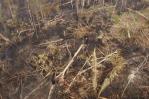 Deforestación en Amazonía arrasó área similar a Colombia en 40 años Deforestación en Amazonía arrasó área similar a Colombia en 40 años