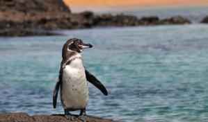Científicos investigan el origen de metales pesados en aves de las Islas Galápagos