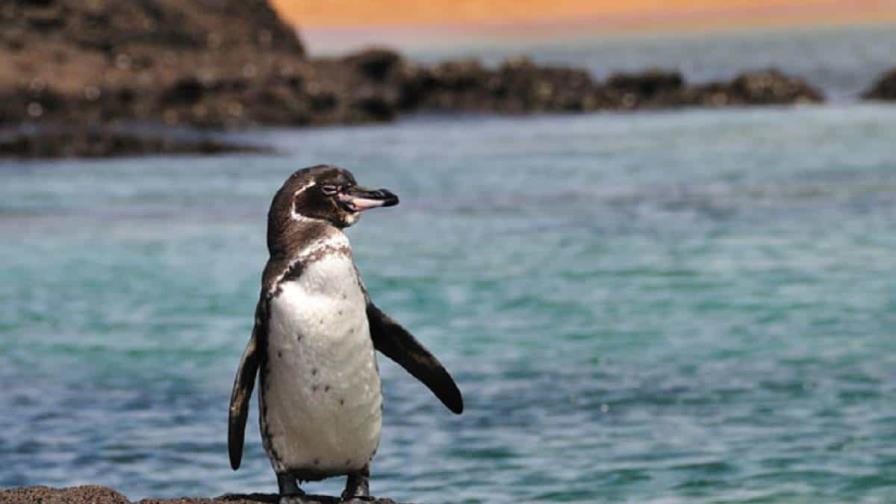 Científicos investigan el origen de metales pesados en aves de las Islas Galápagos