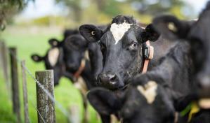 El robo de ganado preocupa a ganaderos de Dajabón