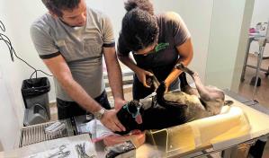 Fundación Pets Breeding Control anuncia campaña de esterilización a bajo costo