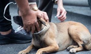 Mujer muere en Boston tras ser atacada por perro agresivo y dos policías resultan heridos