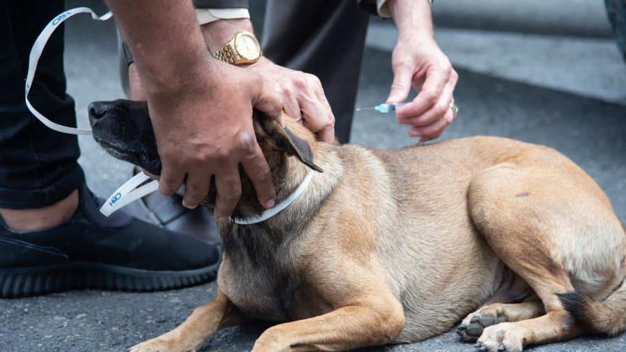 Salud Pública realizará jornada de vacunación a perros y gatos contra la rabia