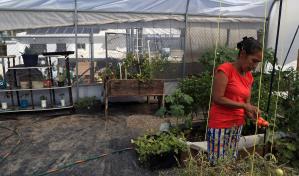 Migrantes varados en la frontera norte de México cultivan sus propios alimentos