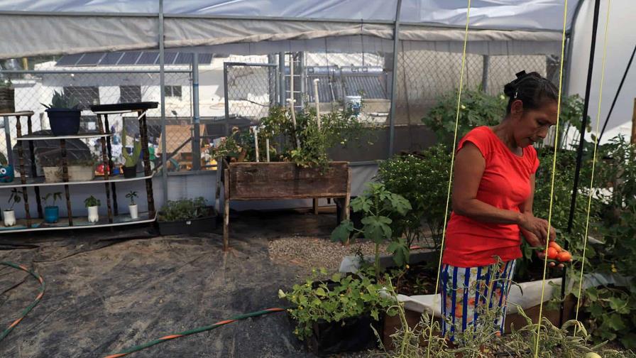 Migrantes varados en la frontera norte de México cultivan sus propios alimentos