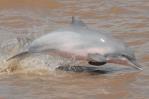 Los delfines amazónicos, amenazados de nuevo por temperaturas récord en Brasil